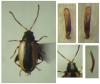 Phyllotreta parallela